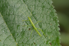 Libethra