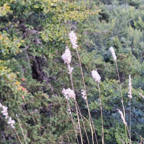 Melica ciliata, photograph 4