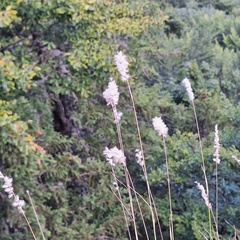 Melica ciliata, photograph author not stated, no rights reserved