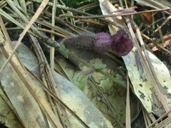 Aristolochia reticulata