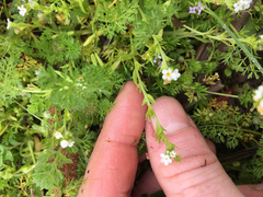Plagiobothrys bracteatus