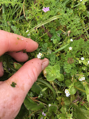 Plagiobothrys bracteatus