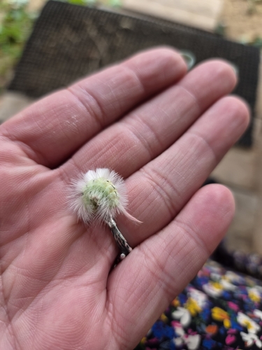 Pale Tussock Moth