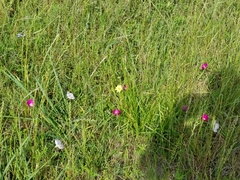 Callirhoe involucrata
