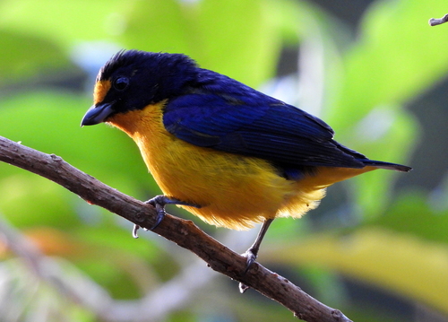 Violaceous Euphonia