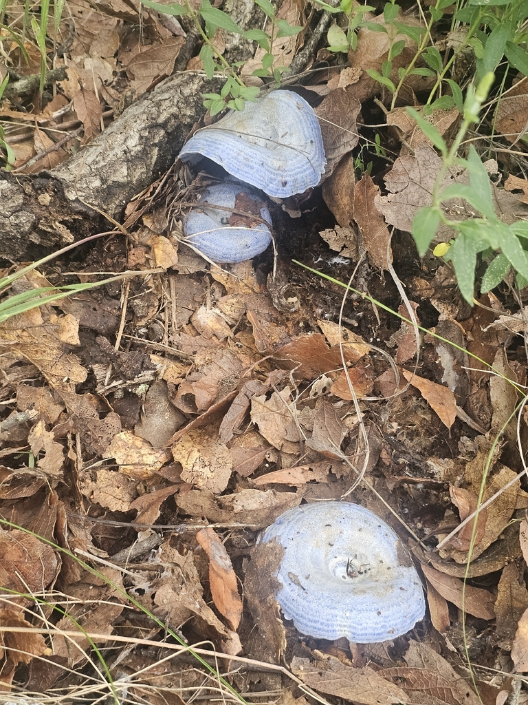 indigo milk cap · August 2026 · photo: Photo: (c) Erick Vélez Sánchez, some rights reserved (CC BY) · iNaturalist