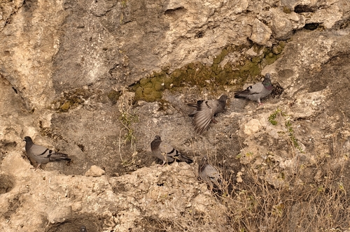 Rock Pigeon