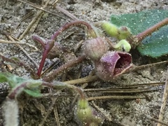 Aristolochia reticulata