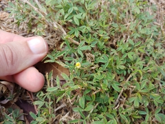 Stylosanthes hamata