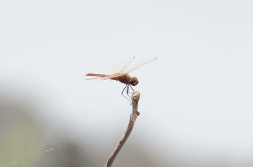 Wandering Pennant