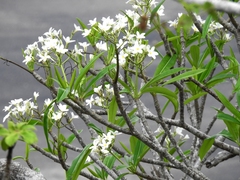 Plumeria rubra