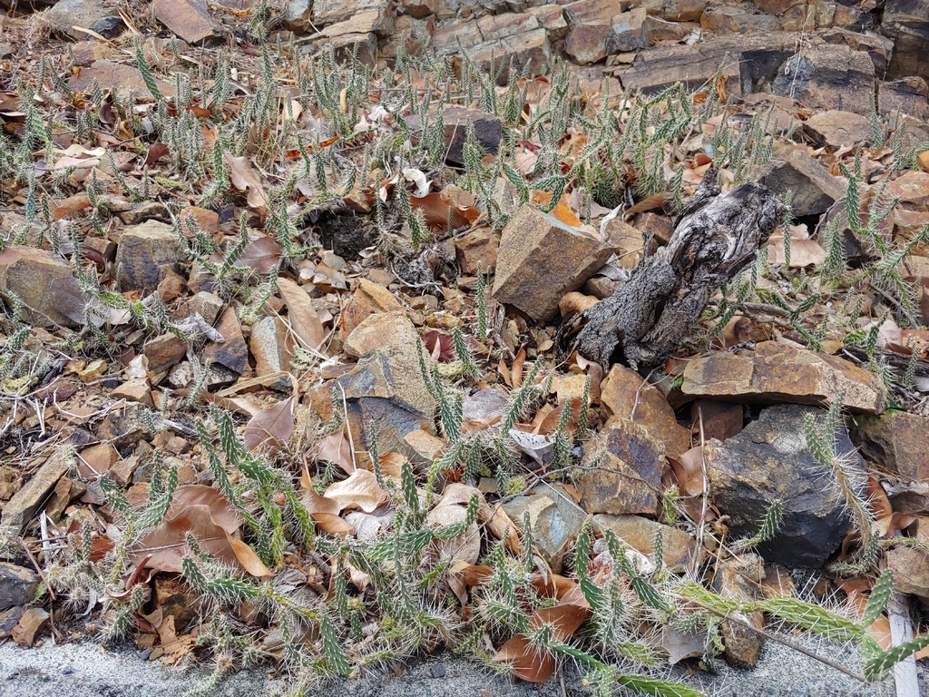 Opuntia repens; photograph (c) Kurt Miller, some rights reserved (CC BY-SA)
