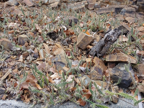 Opuntia repens