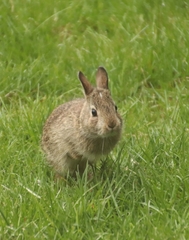 Sylvilagus floridanus