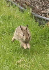 Sylvilagus floridanus