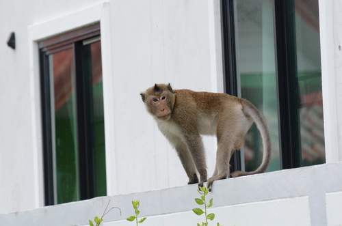 Long-tailed Macaque