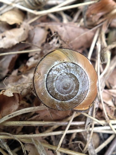Brown-lipped Snail