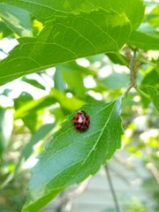 Harmonia axyridis