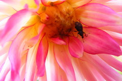 Chalepistes aequalis