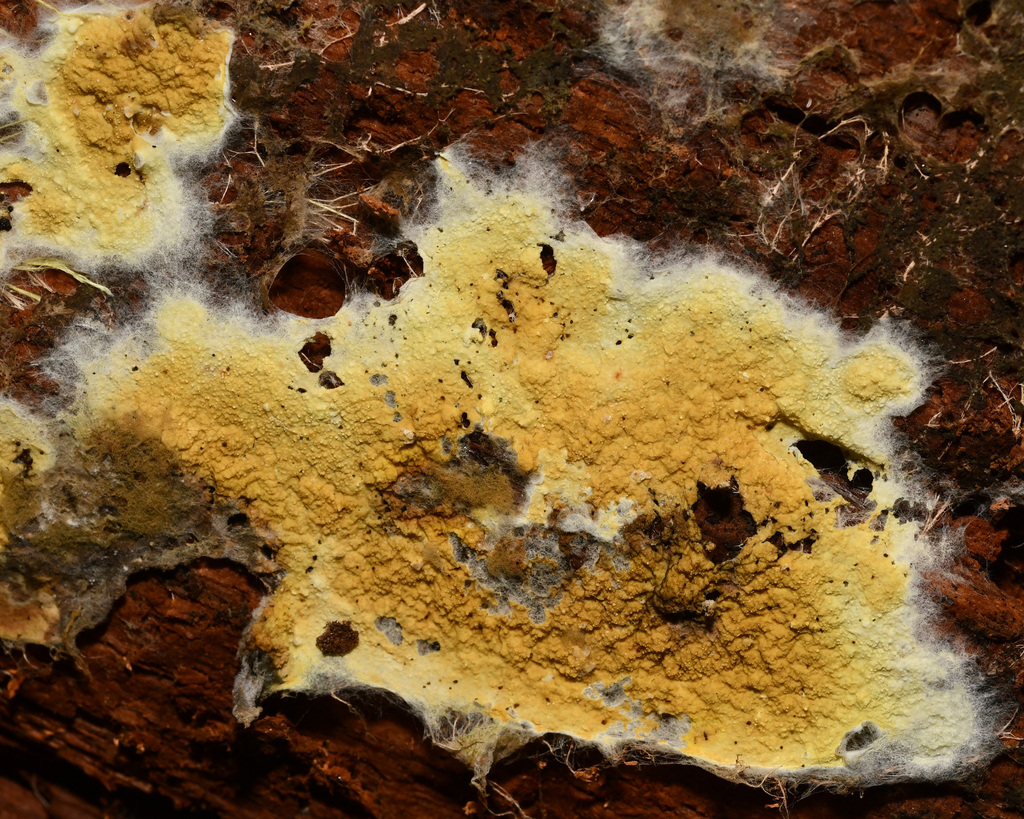 Penttilamyces olivascens · August 2026 · photo: Photo: (c) Roger Rittmaster, some rights reserved (CC BY) · iNaturalist