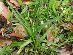 Spiranthes sinensis, photograph author not stated, no rights reserved