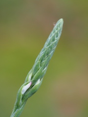 Spiranthes sinensis, photograph author not stated, no rights reserved