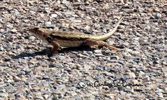 Sceloporus horridus
