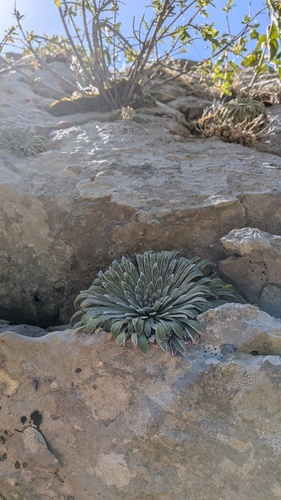 Saxifraga longifolia, photograph 2