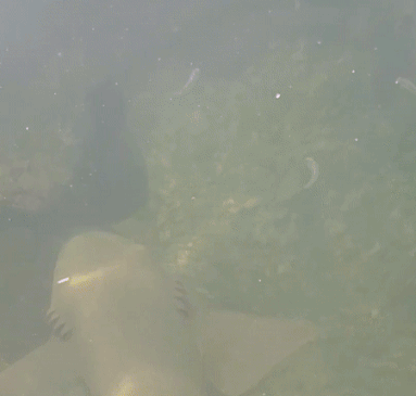 Photo of Atlantic goliath grouper (Epinephelus itajara)