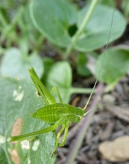 Platylyra californica