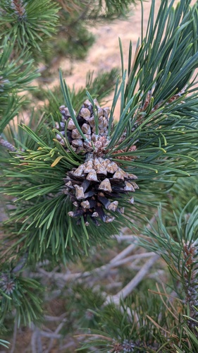 Pinus uncinata, photograph 4