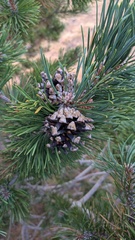 Pinus uncinata, photograph (c) frangp, some rights reserved (CC BY)