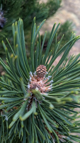 Pinus uncinata, photograph 5