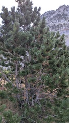 Pinus uncinata, photograph (c) frangp, some rights reserved (CC BY)