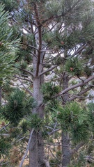Pinus uncinata, photograph (c) frangp, some rights reserved (CC BY)