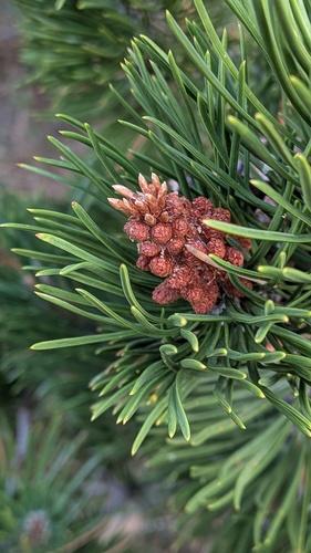 Pinus uncinata
