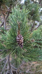 Pinus uncinata, photograph (c) frangp, some rights reserved (CC BY)