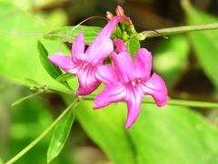 Ruellia pereducta