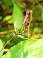 Ruellia pereducta