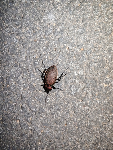 Carabus smaragdinus
