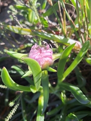 Carpobrotus deliciosus, photograph (c) Andreas De Beer, some rights reserved (CC BY)