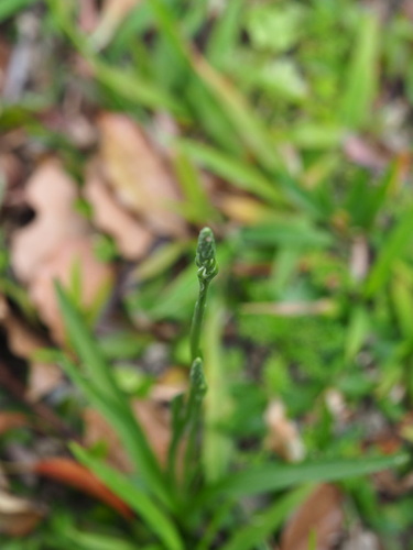 Spiranthes sinensis, photograph 6