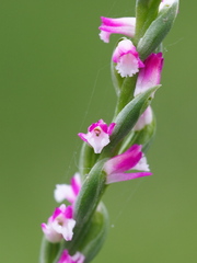 Spiranthes sinensis, photograph author not stated, no rights reserved