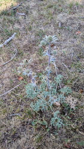 Eryngium bourgatii, photograph 6