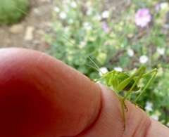 Platylyra californica