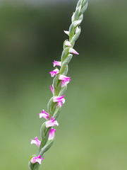 Spiranthes sinensis