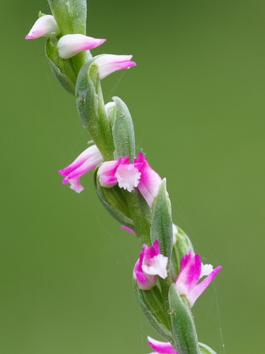 Spiranthes sinensis, photograph 3