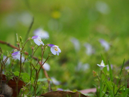 Mazus fauriei, photograph 6