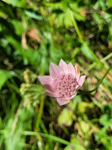 Astrantia maxima, 2026-08-21