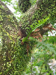 Drynaria coronans